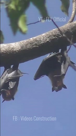 Wildlife | Flying Foxes | FLV Official | Ep 01