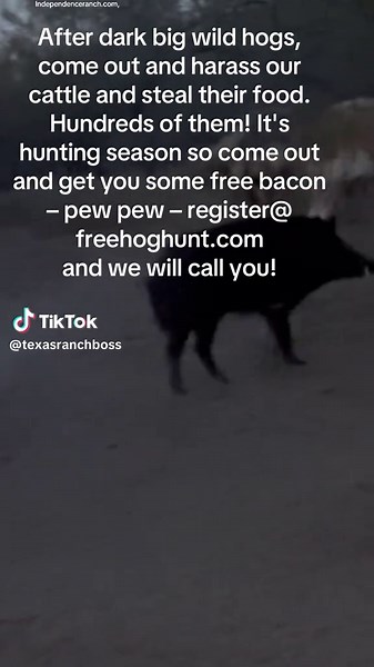 Big mean, wild hogs, come out at dark to harass our cattle and steal their food! It's hunting season, you know what to do! Freehoghunt.com to sign up for a free hunt Hog hunting in Texas, Free, Hog hunting, tictoc, free hunt, Texas, Ranch, life, wild hogs, Pablo, Mateo, Ashley, Independence ranch, Ranch Boss, Hunting, cheap vacation, best birthday gift,freehoghunt.com,barter, Independenceranch.com, ##independenceranch##texashoghunt##free##giveaway##texas