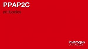 PPAP2C antibodies from Thermo Fisher Scientific