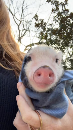 Here we go! #charmingminipigs | Charming Mini Pigs