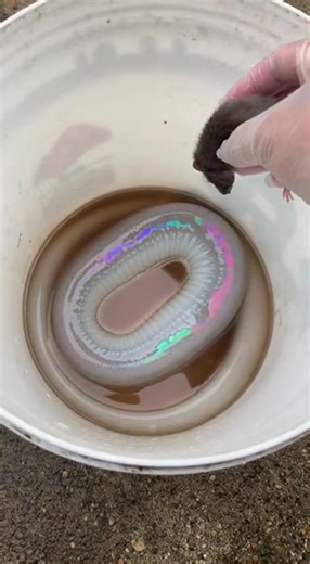 Exploring Alien Life Forms and Extraterrestrial Species