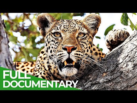 Secret Hunters - The Leopards of Dead Tree Island | Free Documentary Nature