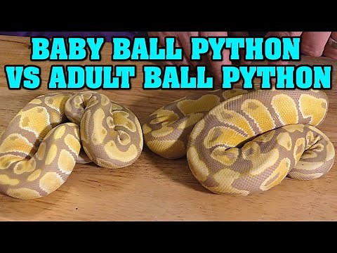 BABY vs. ADULT ball python morphs! How much do they CHANGE??