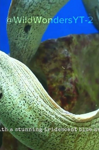 5 Fascinating Blue snakes that Actually Exist!