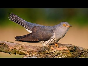 The Famous Call of the Unseen Common Cuckoo ~ Cuculus canorus