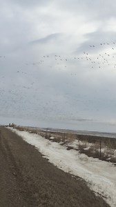 329 reactions · 39 shares | Spring Snow Goose Hunting only $500 per day with lodging included get in the action! Unlimited spring season call to book your hunt today! 660-216-3448 Arkansas, Missouri, and South Dakota #kingsofthespring #SGC #fullsend #springsnows | Snow Goose Commanders | Facebook