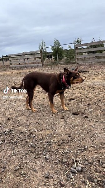 Cattle Dog Handling: Effective Techniques with Kelpie Dogs
