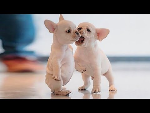 Funniest Dogs Being Comedy on Camera 🤣