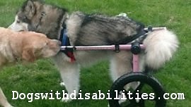 Dogs with Disabilities, caring for a disabled or handicapped pet with limited mobility.