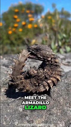 Armadillo Lizard: The Real-Life Mini Dragon! 🐲