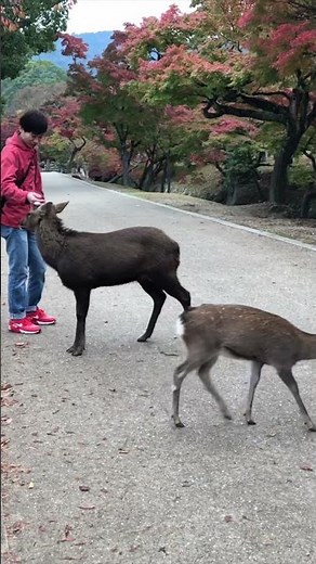 How do Deer Give Birth?