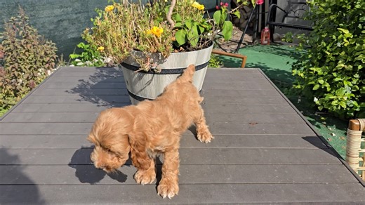 Cockapoo puppy for sale