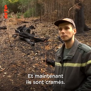 🌳🔥 Si les forêts européennes ne brûlent pas encore comme celles de Californie, d’Amazonie, d'Australie ou de Russie - le changement climatique représente un danger certain, notamment pour les Vosges.👇 🔗 arte.app.link/Danger-Megafeux | ARTE Info