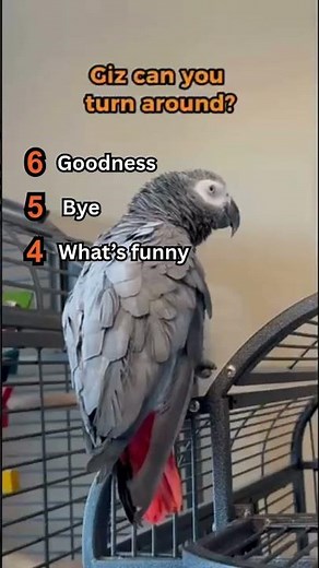 Ranking Funniest Talking Parrots! 🦜😂