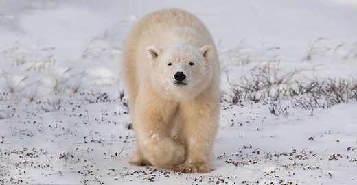 Churchill Polar Bear Tours | Natural Habitat Adventures