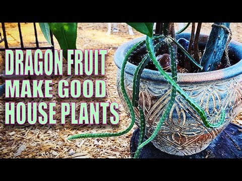GROWING DRAGON FRUIT INDOORS as HOUSE PLANTS