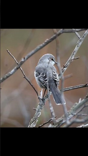 Northern Mockingbird