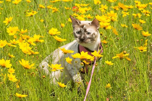 Tortie Point Siamese Cat: Info, Facts, Traits, Pictures & FAQs