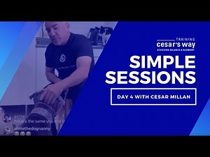 Secrets To Leash Work With Your Dog & More With Cesar