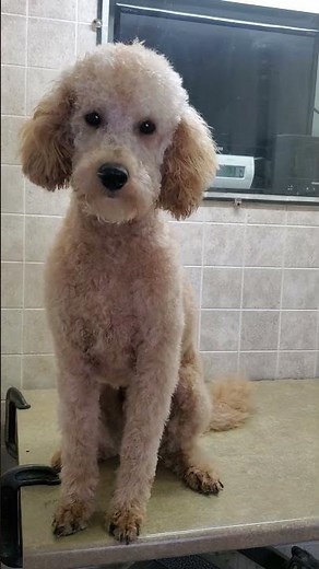 Cavapoo dog breed before & after grooming transformation, #3 3/4 & #3/4 blades & scissors