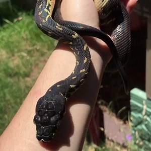 14K views · 677 reactions | Boelen's Python!!! <3 Credit/Source: @repti_girl | BHB Reptiles | Facebook
