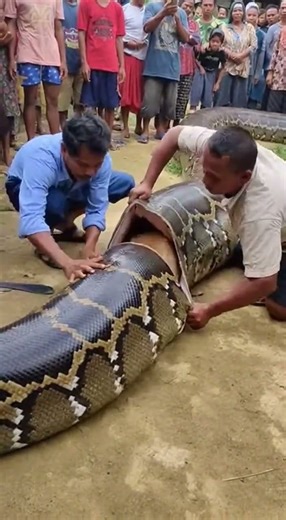 The SHOCKING Truth About Python Digestion Nobody Tells You