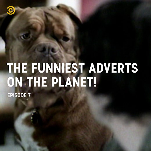 33K views · 178 reactions | They say you can't teach an old dog new tricks, but there's nothing stopping you putting them on the telly!  | Comedy Central UK | Facebook