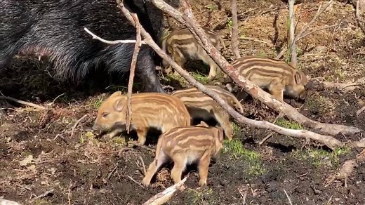 Our beautiful female Wild Boar, Tory, has given birth to a litter of baby boar, also known as Boarlets! We are so excited to welcome these six little bundles of joy to our Wild Ireland family. A little bit of good news to lift everyone’s spirits! Baby Wild Boar are now available to buy here: https://www.wildireland.org/animals-1/baby-wild-boar Mother Wild Boar is now available to buy here: https://www.wildireland.org/animals-1/mother-wild-boar | Wild Ireland
