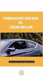 144K views · 2.7K reactions | Full video is up on my YouTube  in bio Also sign up for @trainingcesarsway & learn how to be the best Pet Parent possible! | Cesar Millan | Facebook