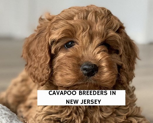 5 Best Cavapoo Breeders in New Jersey! - We Love Doodles