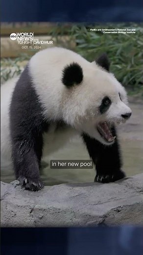 2 giant pandas journey from China to new home at National Zoo in Washington D.C.