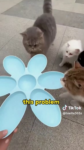 Building House for Stray Cats