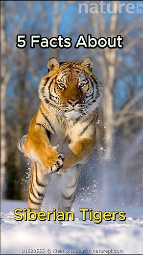 5 Facts about Siberian Tigers