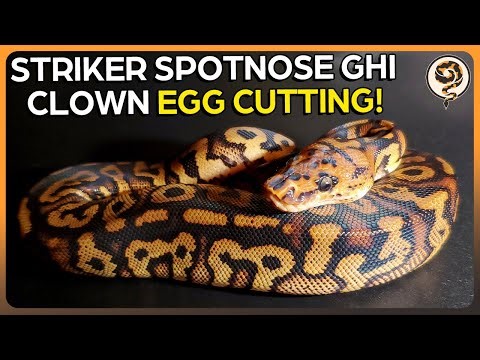 My First Ever Stranger Egg Cutting! - Stranger Het Clown X GHI Spotnose Clown
