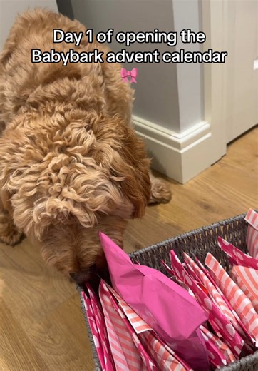 Stay tuned to see what we open in the rest 🙈 #maxthecavapoo #babybark @baby.bark.accessories