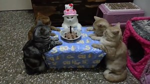 243K views · 6.1K shares | Let's all wish a happy birthday to this kitty ☺ | Cats Charm | Facebook
