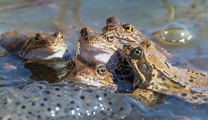 Frog Reproduction: Understanding the Mating Behavior and Life Cycle