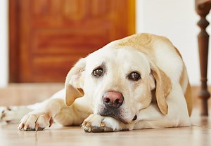 Do Dogs Get Bored? Common Symptoms & Solutions for Dog Boredom