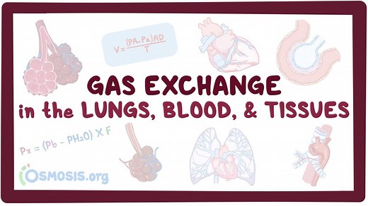 Gas exchange in the lungs, blood and tissues: Video, Causes, & Meaning | Osmosis