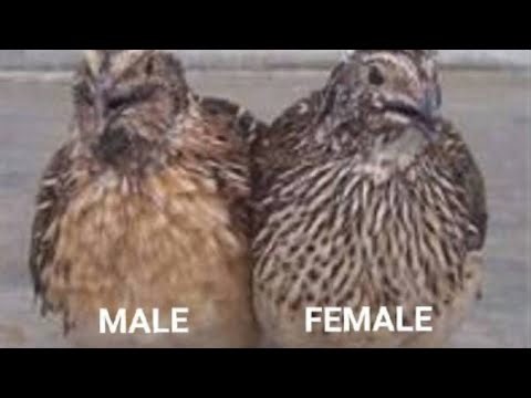 From Cage Upgrade To Quail Sexing-Easy Homestead How-To!￼