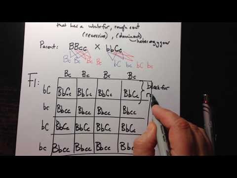 Dihybrid Crosses using a Punnett Square