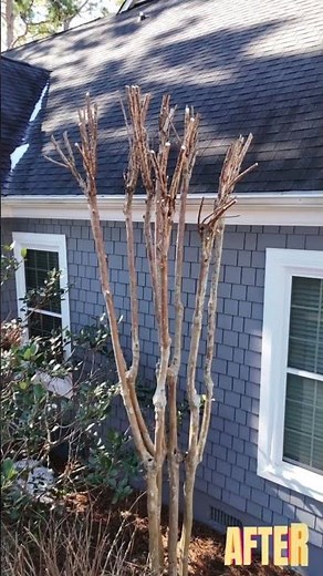 Before & After: Crape Myrtle Pruning Transformation!