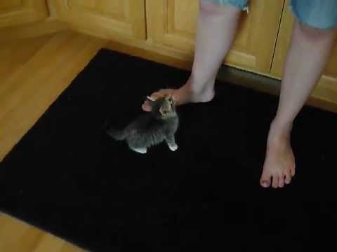 Hungry Kitten Wants Food