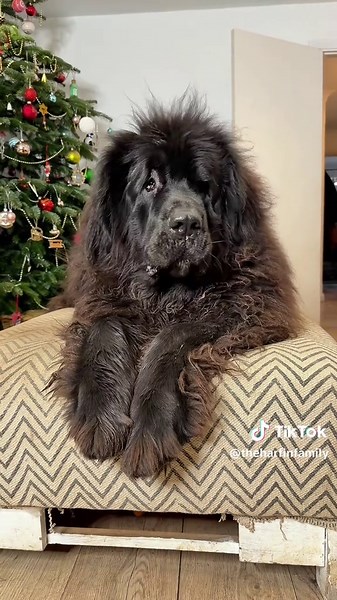 Not our mum negotiating with our dog for an hour because a new sofa was delivered and he’s not happy about the situation… ‘What do you want me to do s nd it back?’ Yes. 🤣 Our grumpy dog was not for giving up his tatty ottoman and sofa 😬 #comedy #dogs #mumsoftiktok #dog #funnydogs