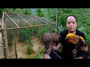 Building The Aviary to Raising exotic birds: PHOENIX BIRDS, PHEASANT, WILD CHICKEN