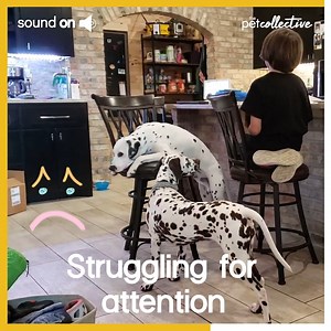 251K views · 1.2K reactions | What does your pet do to fight boredom? | Try Not to Laugh | Facebook