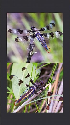 Twelve spotted Skimmer