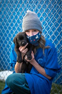 Volunteer - Freedom Service Dogs