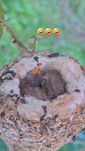 92K views · 1.7K reactions | Animal Planet TV on Reels | Facebook