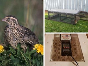 Pasture Raise Quail By Building A Quail Tractor - The Small Town Homestead